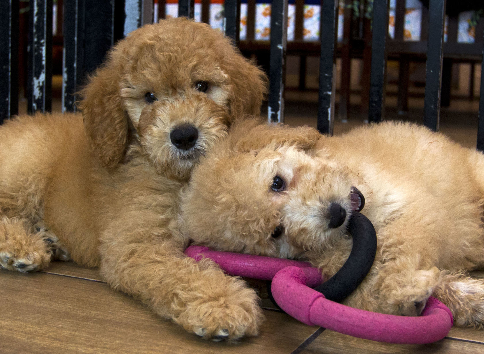 Puppies